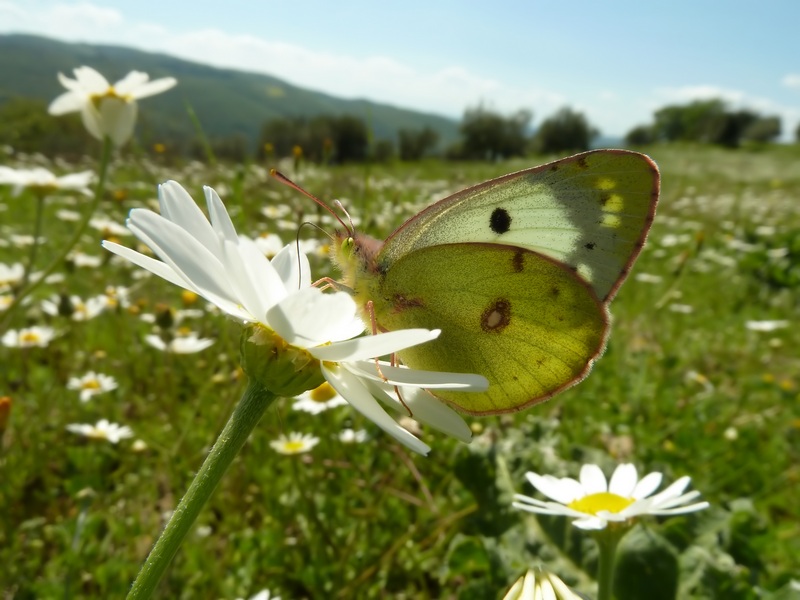 farfalle e uliveti